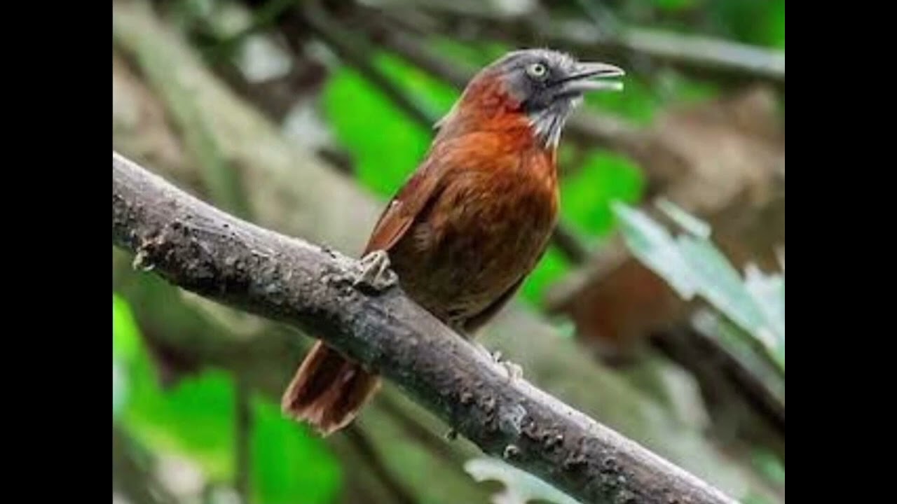 Tepus palah abu abu gacor panjang materan murai batu paling cocok top 