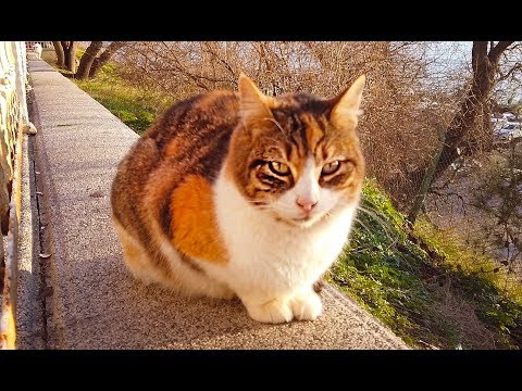 street-cats-at-moda-istanbul-–-these-cats-are-really-something-else