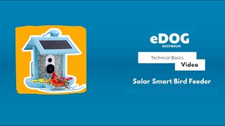 Get Started with the Solar Smart Bird Feeder | eDog Australia