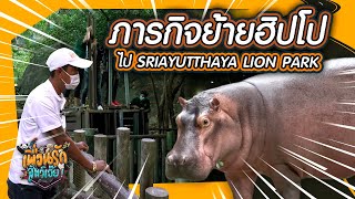 เส้นทางการย้ายฮิปโป I เพื่อนรักสัตว์เอ๊ย