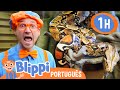 Blippi Brinca com Animais no Zoológico! | 1 HORA DO BLIPPI BRASIL! | Moonbug Kids em Português