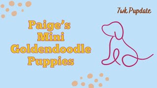 Paige's Mini Goldendoodle 7wk Pupdate by TN Valley Aussies & Doodles 206 views 5 months ago 6 minutes, 4 seconds