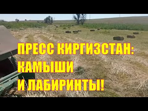 Video: Жалпы камыш: сүрөттөмө, арыз, сүрөт