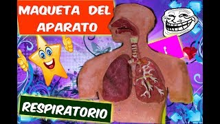 como hacer la maqueta del  Aparato  Respiratorio/   How to make the model of the respiratory system