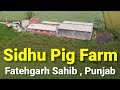 Sidhu Pig Farm | सुअर पालन का 22 सालों का तजुर्बा | Swastik Pig Farm