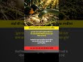 इन पक्षियों के अंडों में होता है खतरनाक ज़हर! 😨🥚 #BirdFacts #NatureMystery #Wildlife #AmazingFacts