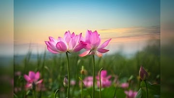 سورة البقرة بصوت الشيخ محمد سايد برواية ورش عن نافع. Sourate Al_Baqarah