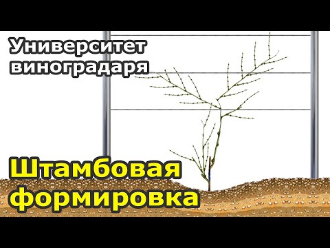 Видео: Лозы в Зоне 8 Сады - Выращивание Вертикального Сада в Зоне 8