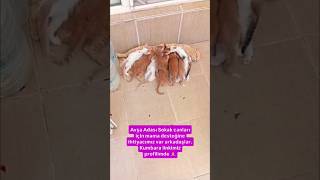 Mother cat and her cute babies. 🐱💕 #cutecats #babycats #avşa #animallovers #catlovers #catlove