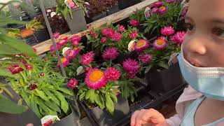 Looking for summer plants? Quick look at the Nursery Carlyle.