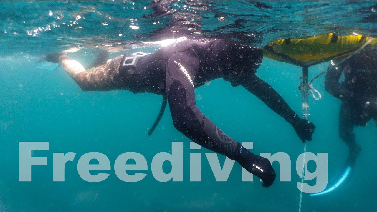 Freediving New Zealand Blenheim YouTube