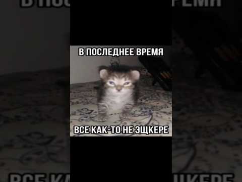 кото-мемы! #мем #прикол