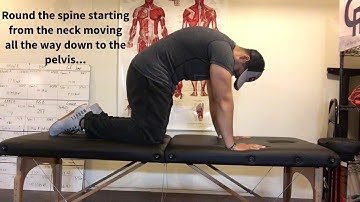 Segmental Mobility - Cat Camel