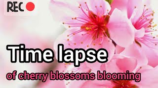 bunga sakura mekar time lapse @rinakatakata