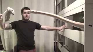 Famous Feeding time for my Purple Albino Jampea reticulated python! Wealth