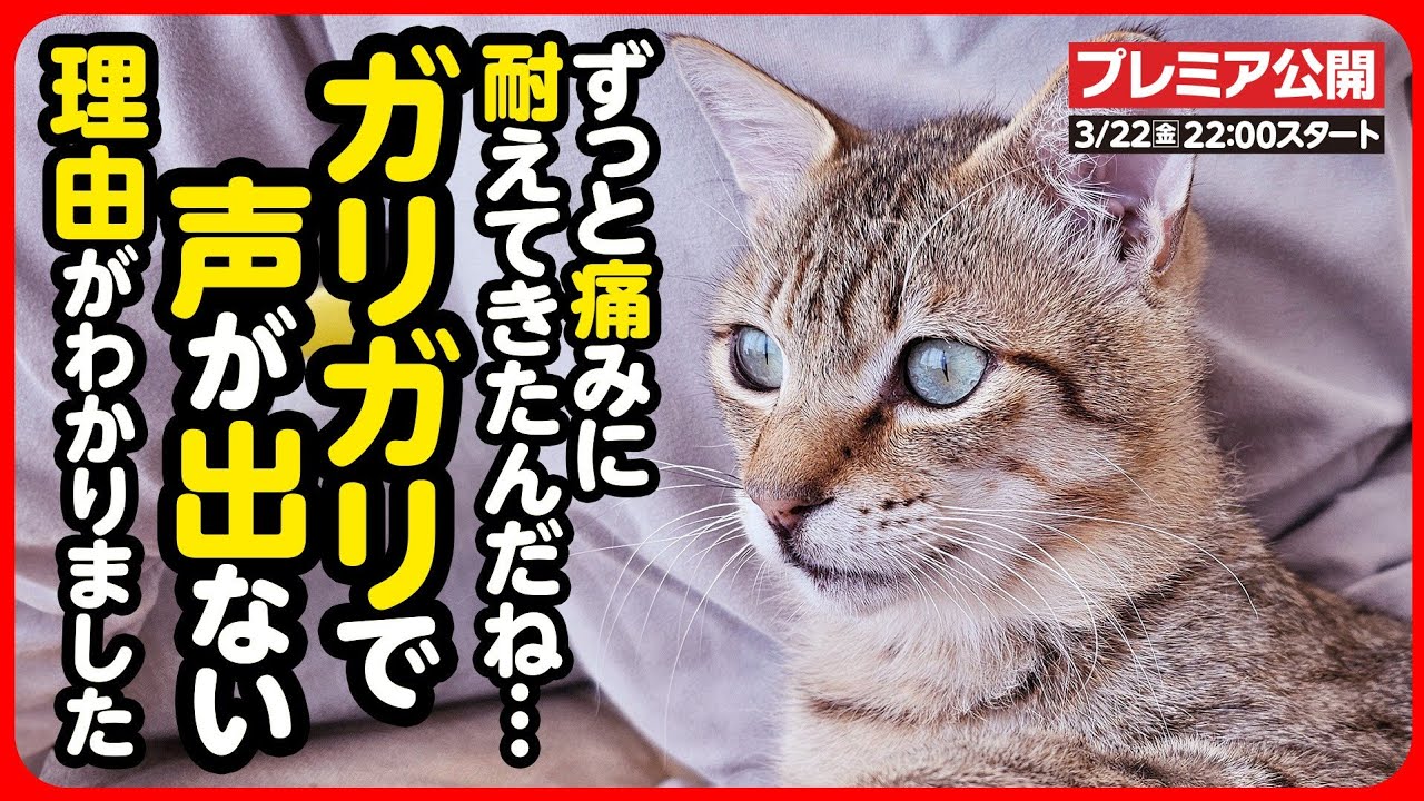 【過酷】痛くても、ご飯が食べられなくても、声が出なくても...ただひたすらに生き抜くしかなかった猫。痛みから解放され、自分らしく生きる。