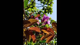 💚📸#mallugram#vivoindia#idukki #flowergarden #fyp #youtubeshorts #flowers#kerala