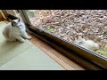 野良猫に話しかけてるので翻訳してみた【にゃんトーク】