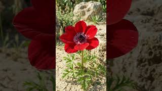 A Red Anemone Grow From Tuber