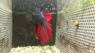 Kampfisk halfmoon han