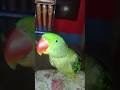 Har Ghar main aisa insaan isko Daat padti rahti hai 😭😭🥰🥰🦜🦜#shorts #birds #parrots #pets