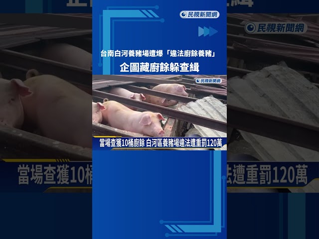 台南白河養豬場遭爆"違法廚餘養豬" 企圖藏廚餘躲查緝－民視新聞
