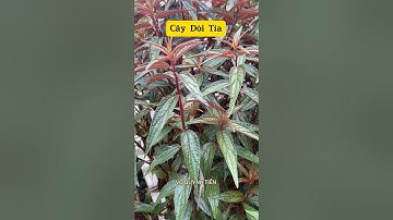 (P3) Cây dòi tía - Cây thuốc dòi