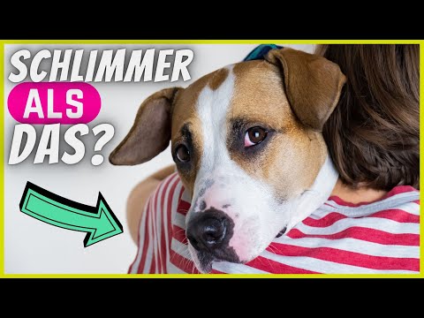 Video: Warum mögen manche Hunde Umarmungen und andere nicht?