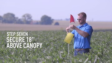 How do I use sticky traps in my soybean fields to determine rootworm pressure next year?