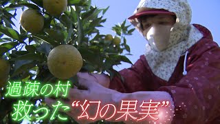 【幻の果実】過疎の村を救った“たった1本の木”　和歌山･北山村【わが街ええもん物語】