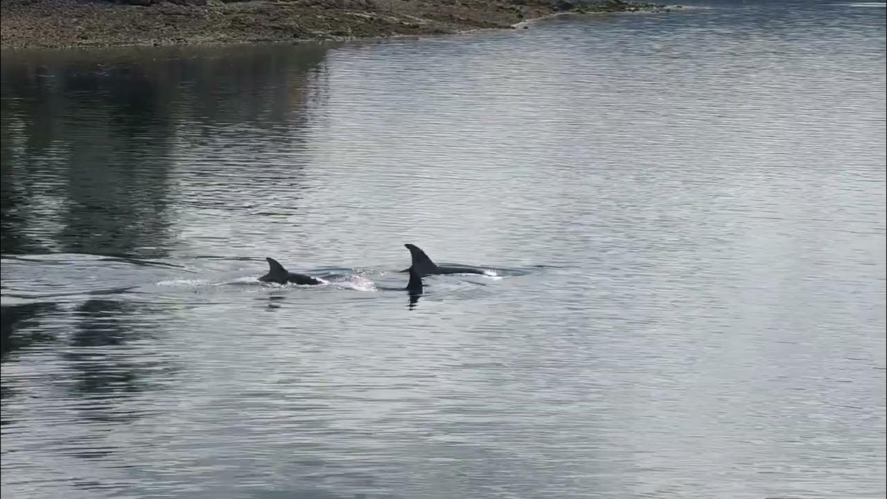 T99 Family of Bigg's Orcas in Dyes Inlet June 22, 2023 YouTube