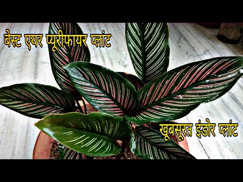 Video: Calathea Zimmerpflanzenpflege – Wie man eine Nadelstreifenpflanze drinnen anbaut