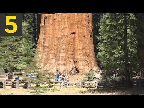 Top 5 BIGGEST Trees on Earth