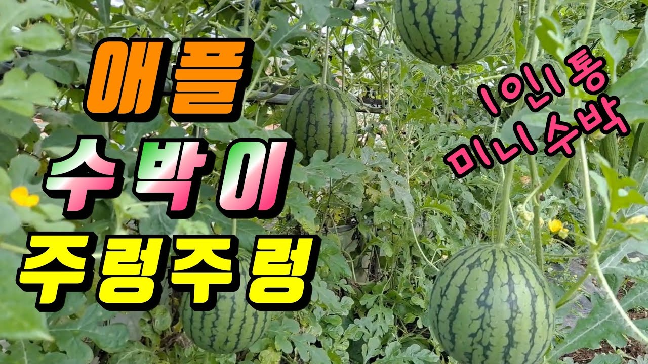 수박수확시기 애플수박키우는과정 미니수박 수박먹방 apple watermelon pick - YouTube