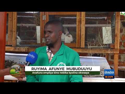 Make Quick Tangible Profits In Rearing Rabbits Kungula
