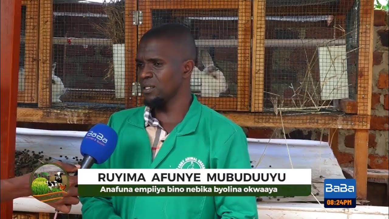 Make quick tangible profits in rearing rabbits. Kungula YouTube