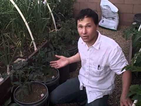 Growing Food in a Home Garden Successfully in the ...