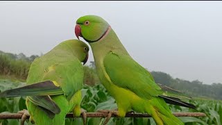 Buatiful Parrot Talking