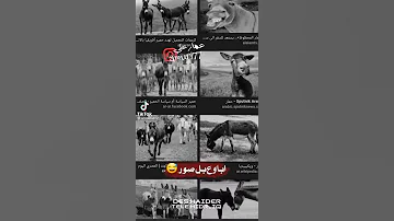 اباوع بل صور وتذكر الراحو 