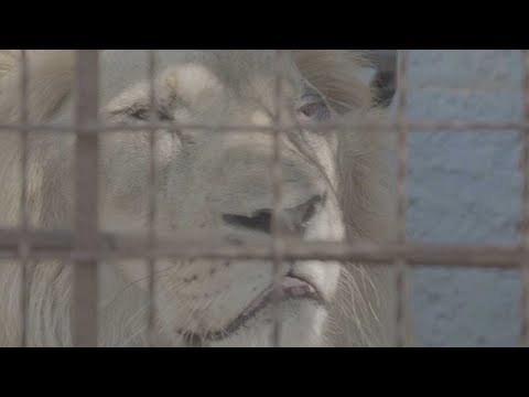 Poorly Treated Lion Discovered In Illegal Zoo