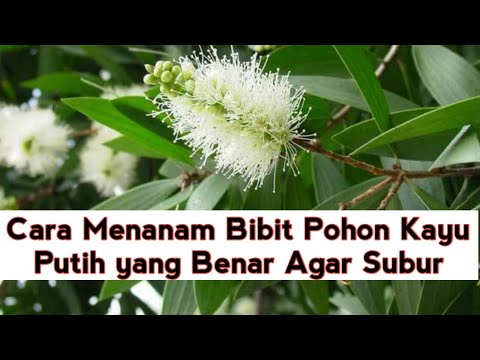 Video: Menyiram Pokok Eucalyptus - Bagaimana dan Bila Menyiram Pokok Eucalyptus