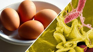 ¿Cómo evitar enfermarte de salmonella con el huevo?