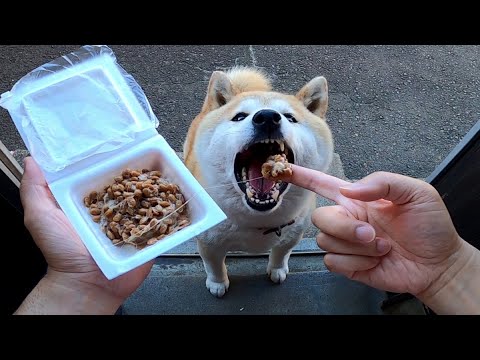 納豆を食べる犬  