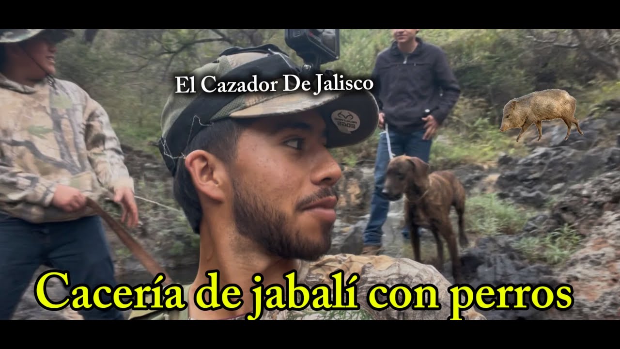 Caceria de jabalines con perros 🐗🐶🎯