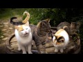 Miniature de la vidéo de la chanson Meow Meow Lullaby