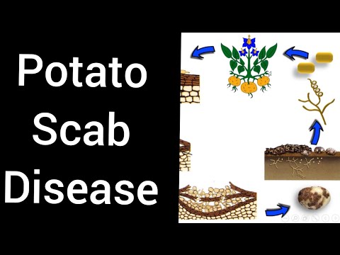 वीडियो: स्कैब रोग क्या है: आलू की पपड़ी रोग और खीरे की पपड़ी के बारे में जानकारी