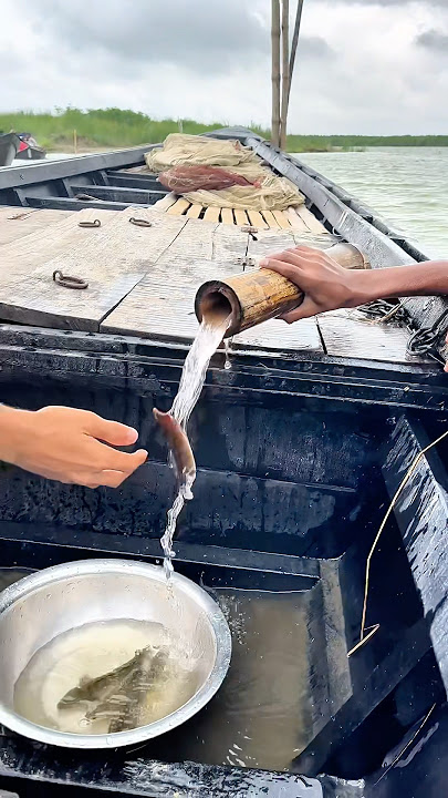 Amazing Fishing Catching video   #viral  #fishvideo #reels #fish #food #villagelife #fishing #natura