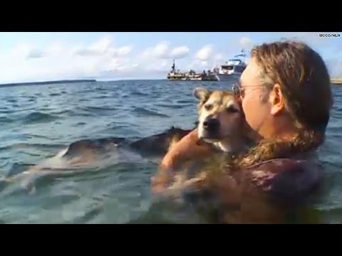 Video: Pet Scoop: Dog Schoep Terkenal Meninggal di Usia 20, Manatees Rehabilitasi Dirilis di Florida