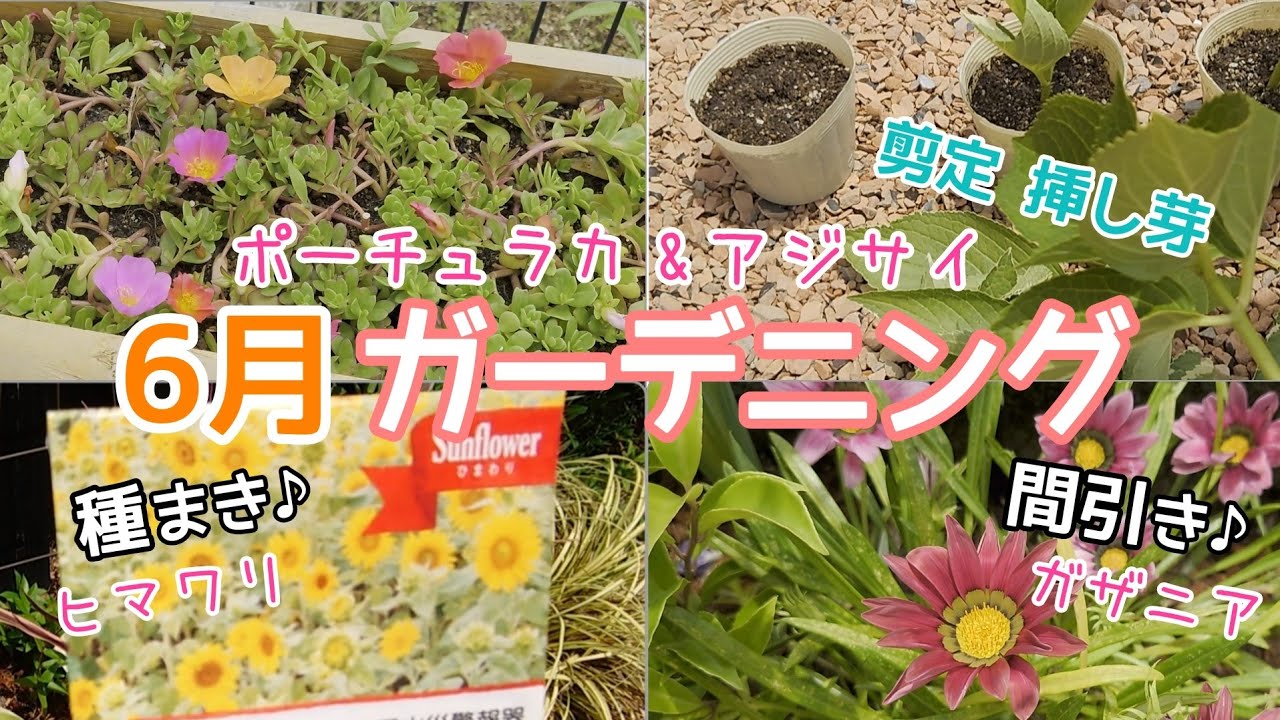 ガーデニングvlog 6月 ポーチュラカ アジサイの剪定 挿し芽 ヒマワリの種まき ガザニアの間引き Youtube ガーデニングvlog 6月 ポーチュラカ アジサイの剪定 挿し芽 ヒマワリの種まき ガザニアの間引き Youtube