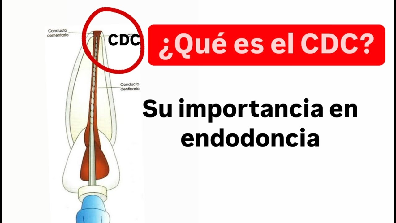 Anatomía del ápice radicular